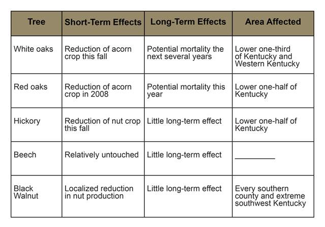 Effects of Freeze on Major Hardwood Species