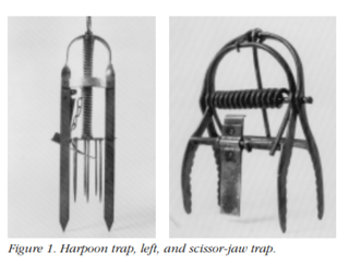 How to Trap a Mole Trapping Tips