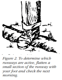 Trapping Moles  Forestry and Natural Resources