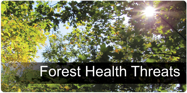 Forest Health Threats