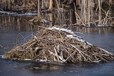 muskrat house