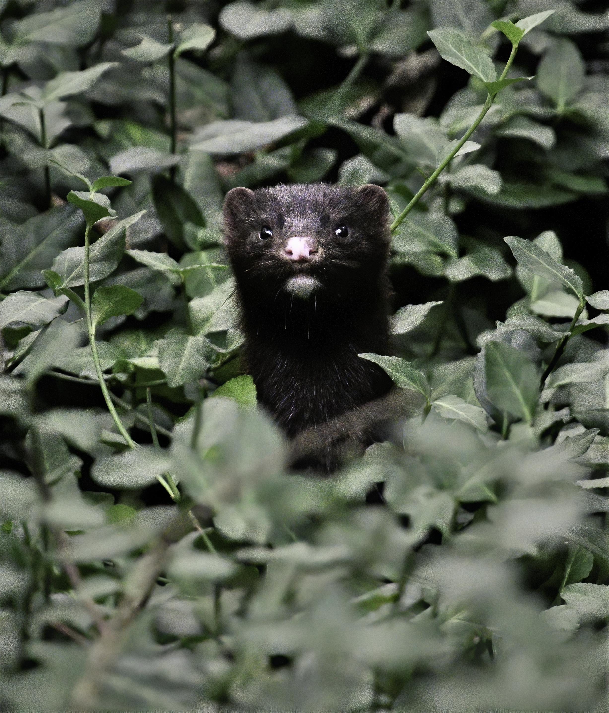 Species Often Confused with River Otters | Forestry and Natural Resources Species Often Confused with River Otters | Forestry and Natural Resources