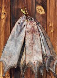 Muskrat pelt