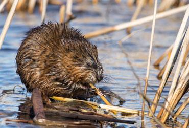 muskrat house