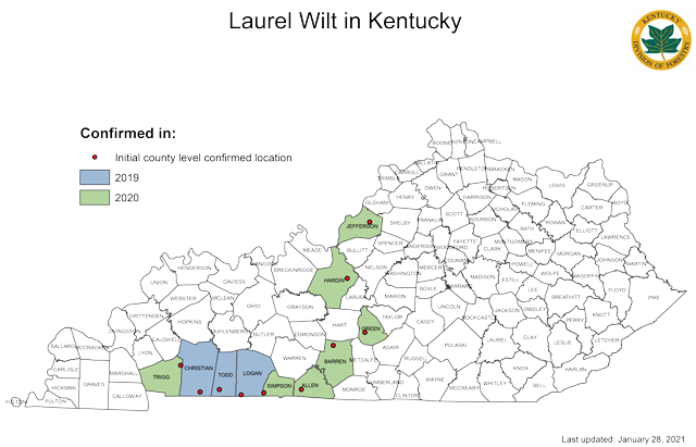 Laurel Wilt | Forestry and Natural Resources