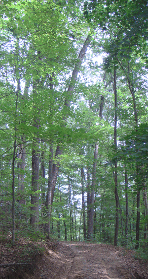Woods photo