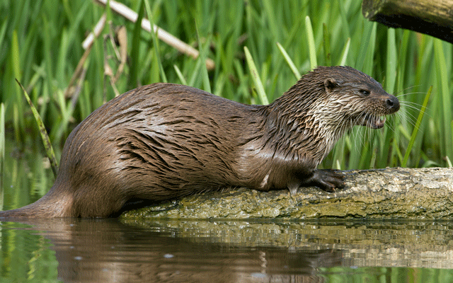 River Otters | Forestry and Natural Resources