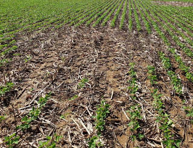 Soybean damage