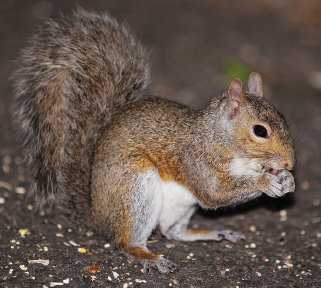 Squirrel | Forestry and Natural Resources