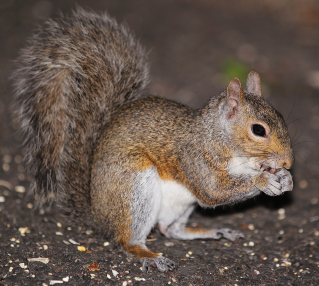 Squirrel | Forestry and Natural Resources Squirrel | Forestry and Natural Resources