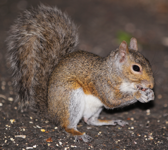 Grey Fox Squirrel