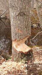 Beaver damage to a tree.