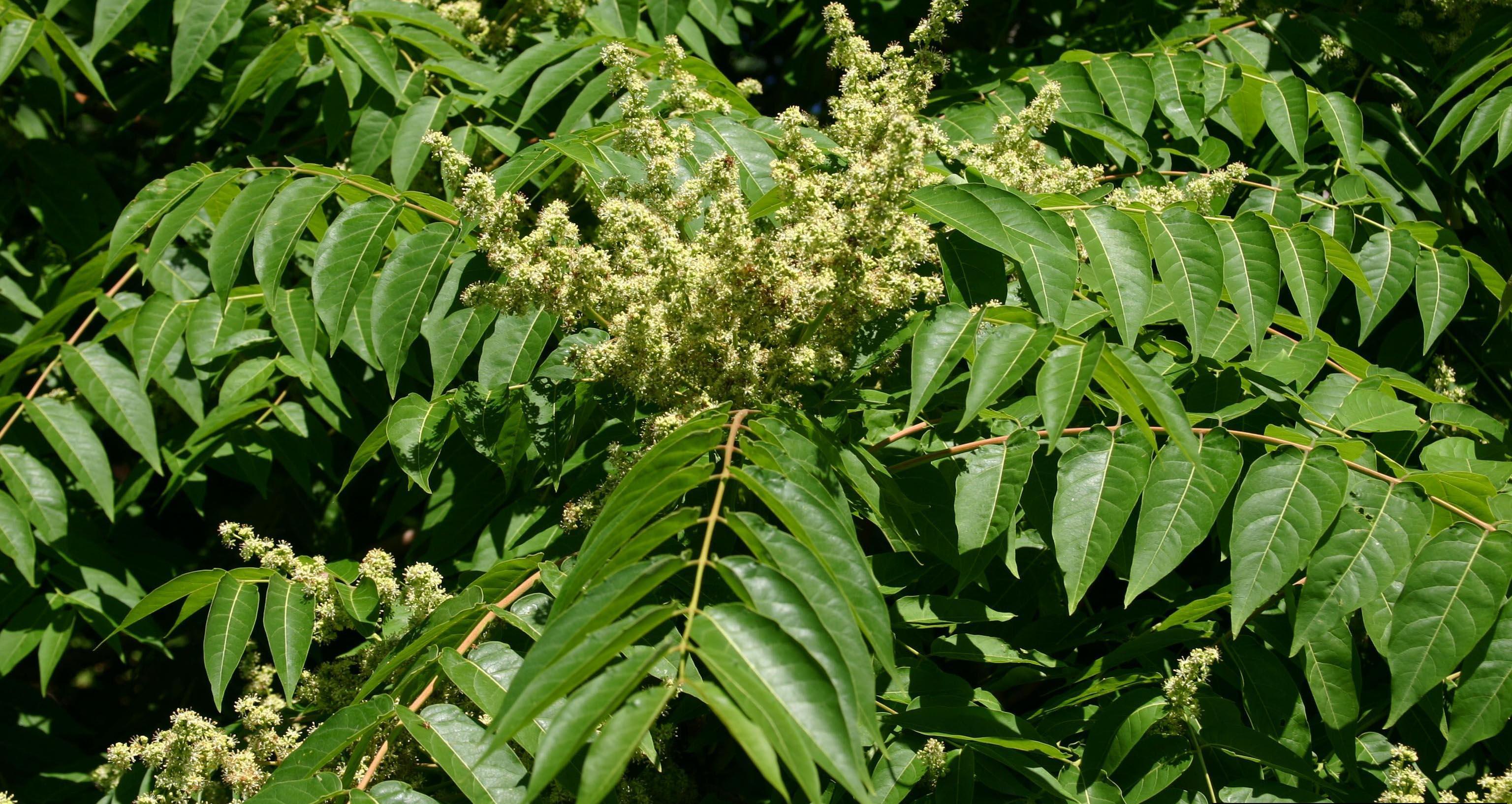 Tree Of Heaven Forestry And Natural Resources   Tree Of Heaven 5451687 Lgpt 2 