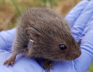 Vole with ear tag.
