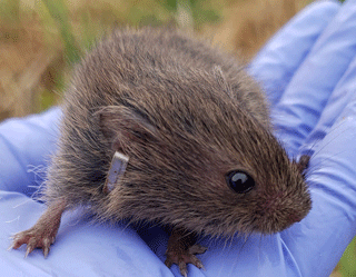 vole