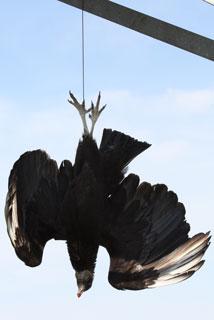 vulture effigy deter vultures forestry