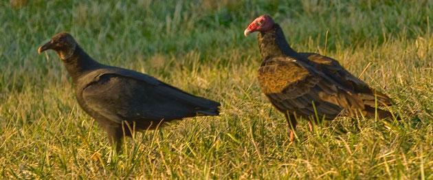 Vulture Figure 1. Black vulture on the left and a turkey vulture on the right. Notice the head color and slightly darker plumage on the black vulture.