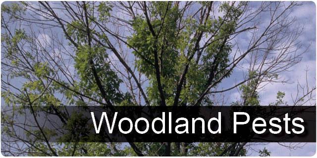 Woodland Pests