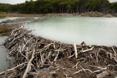 Beaver dam