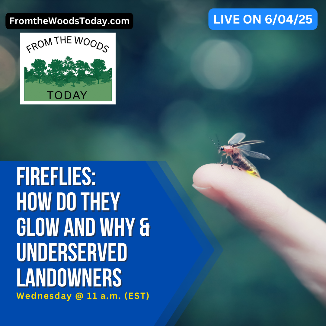 firefly