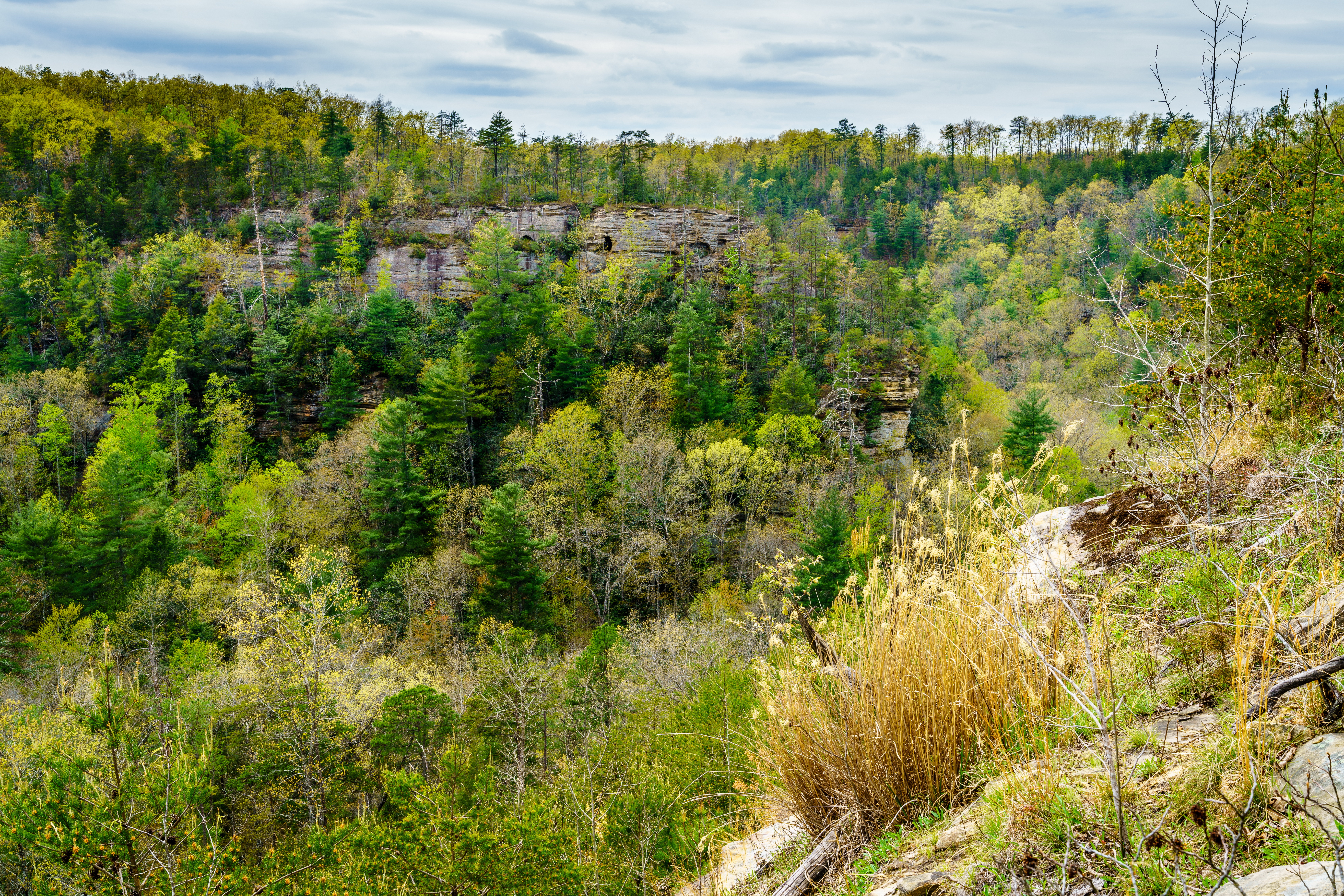 Forest View on Cliff