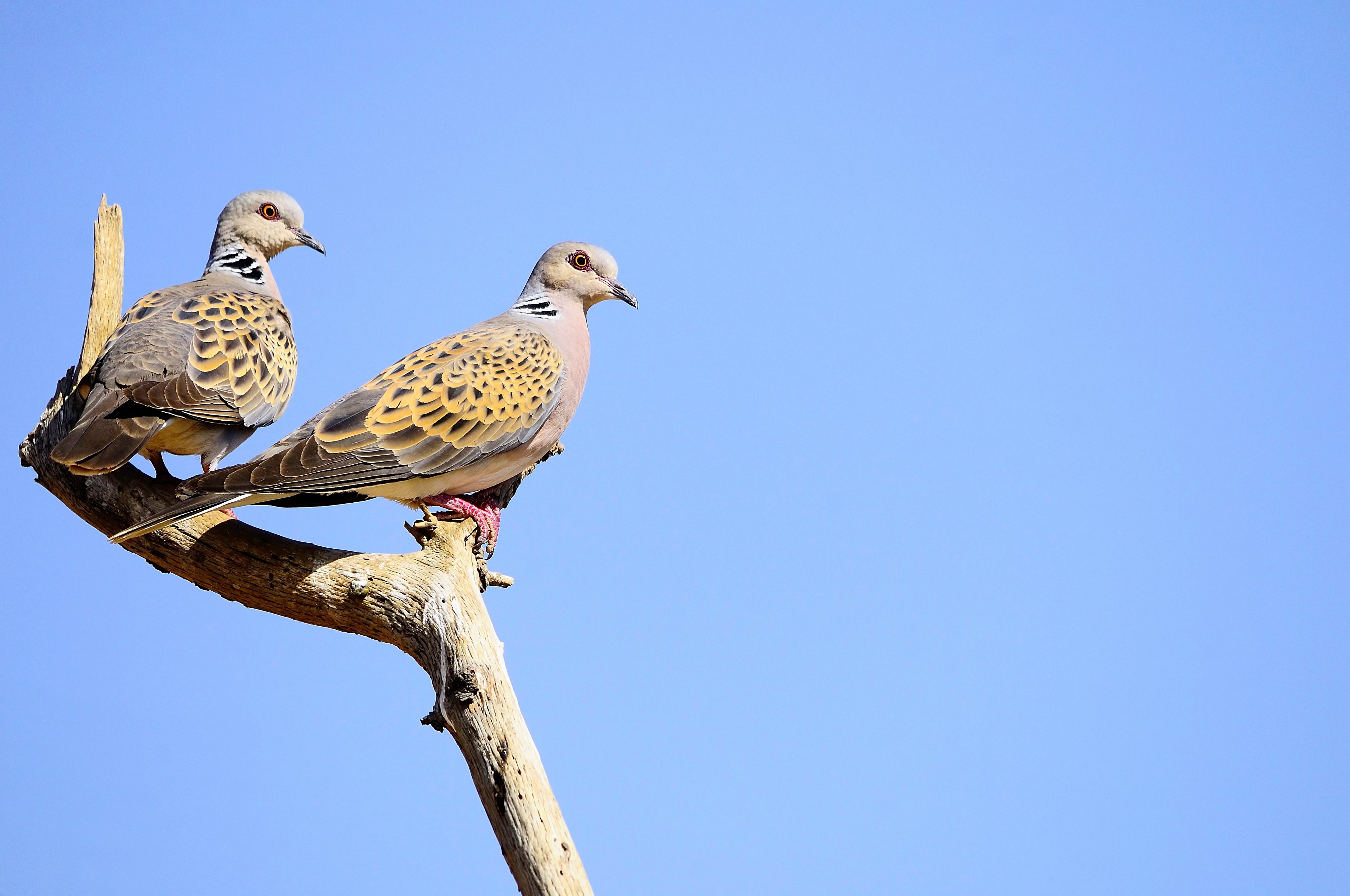 Two Turtle Doves