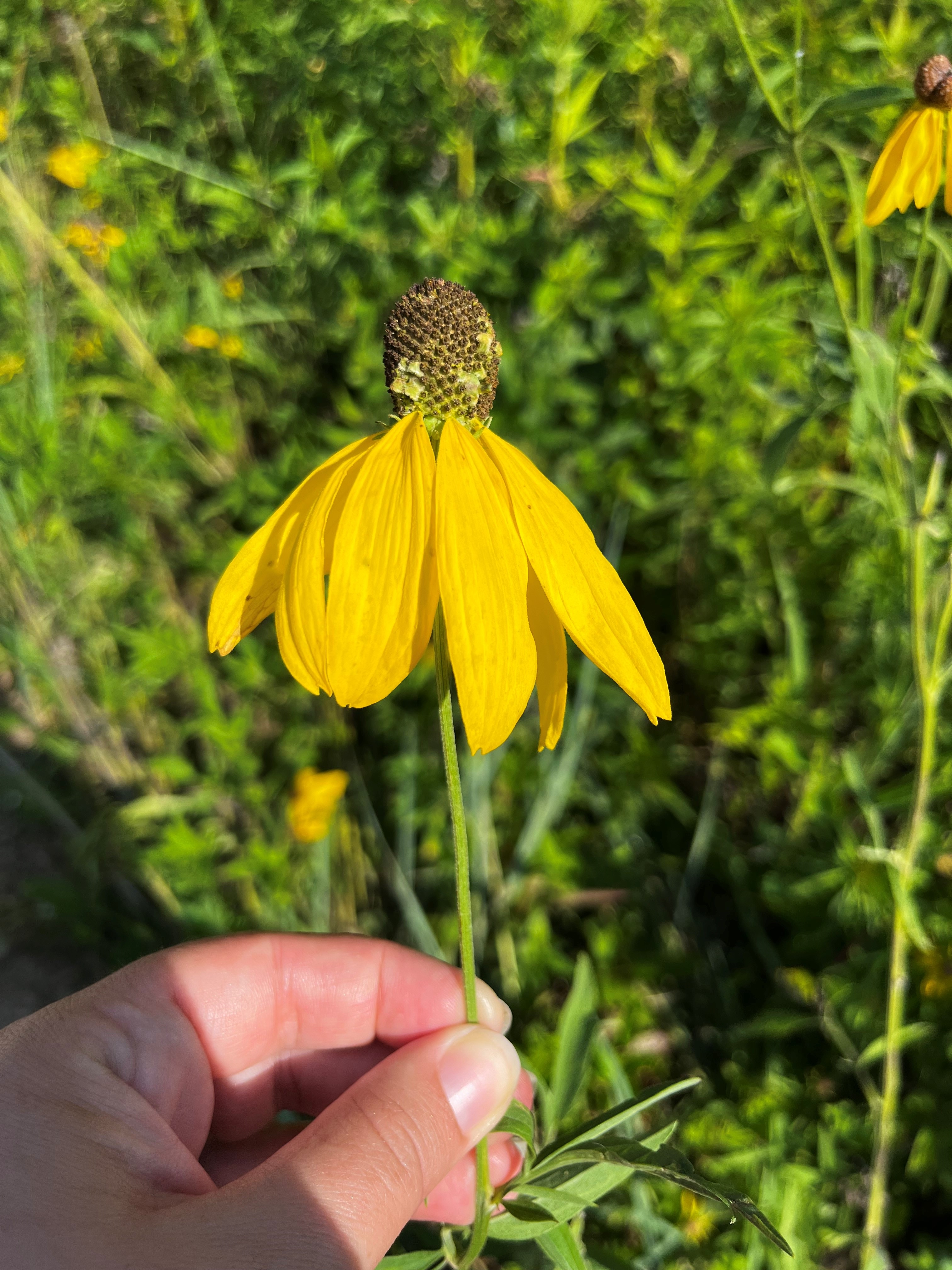 cone flower