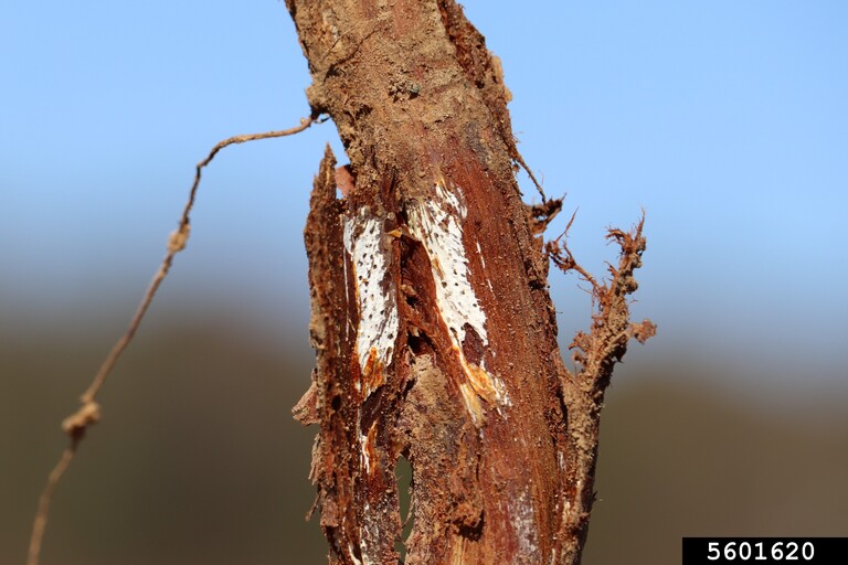 Fungus Growing Within Bark 