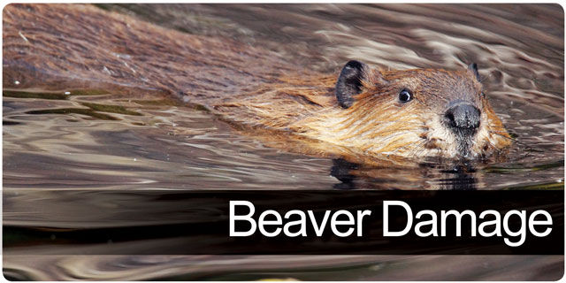 Beaver Damage