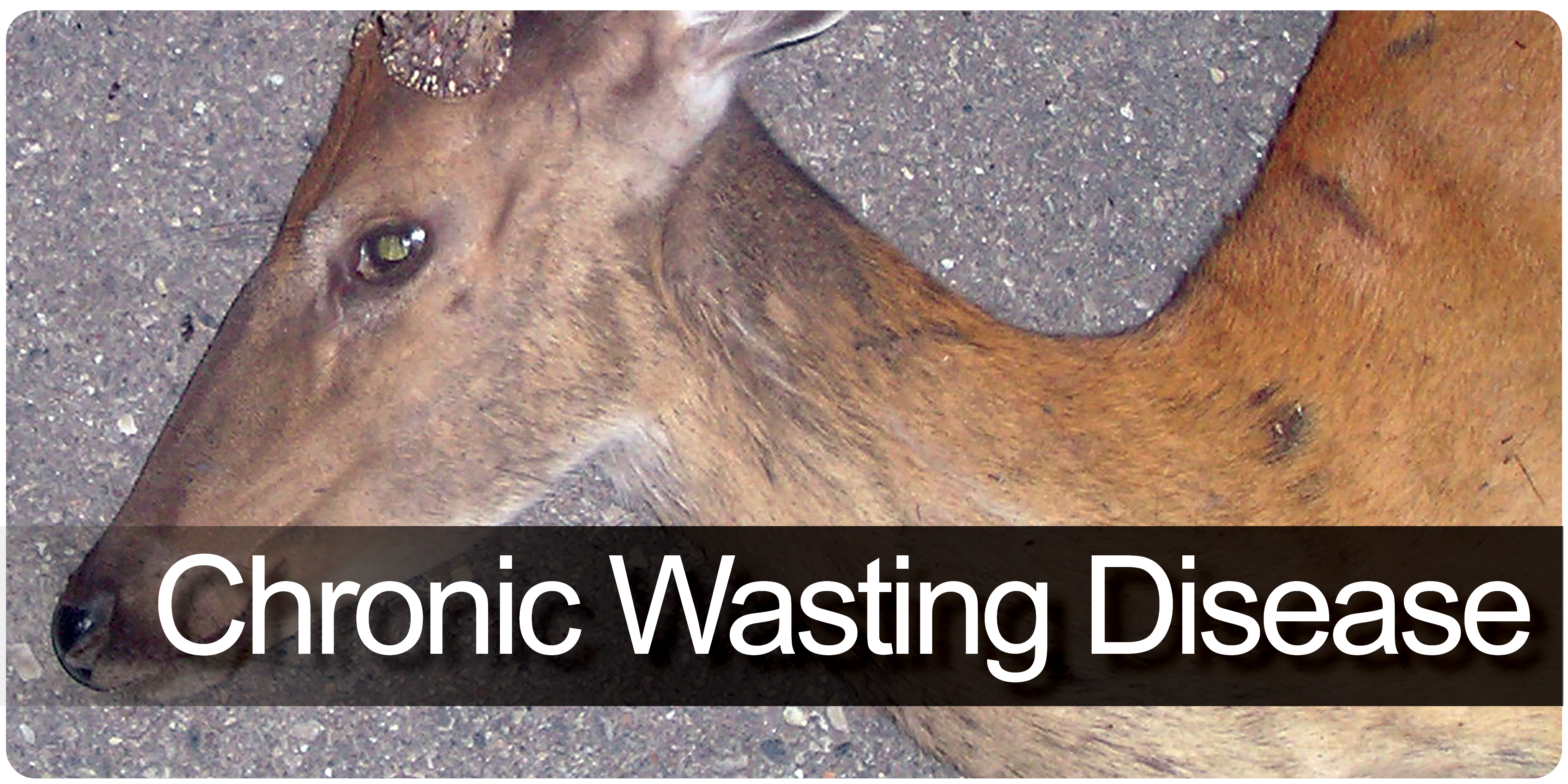 Chronic Wasting Disease