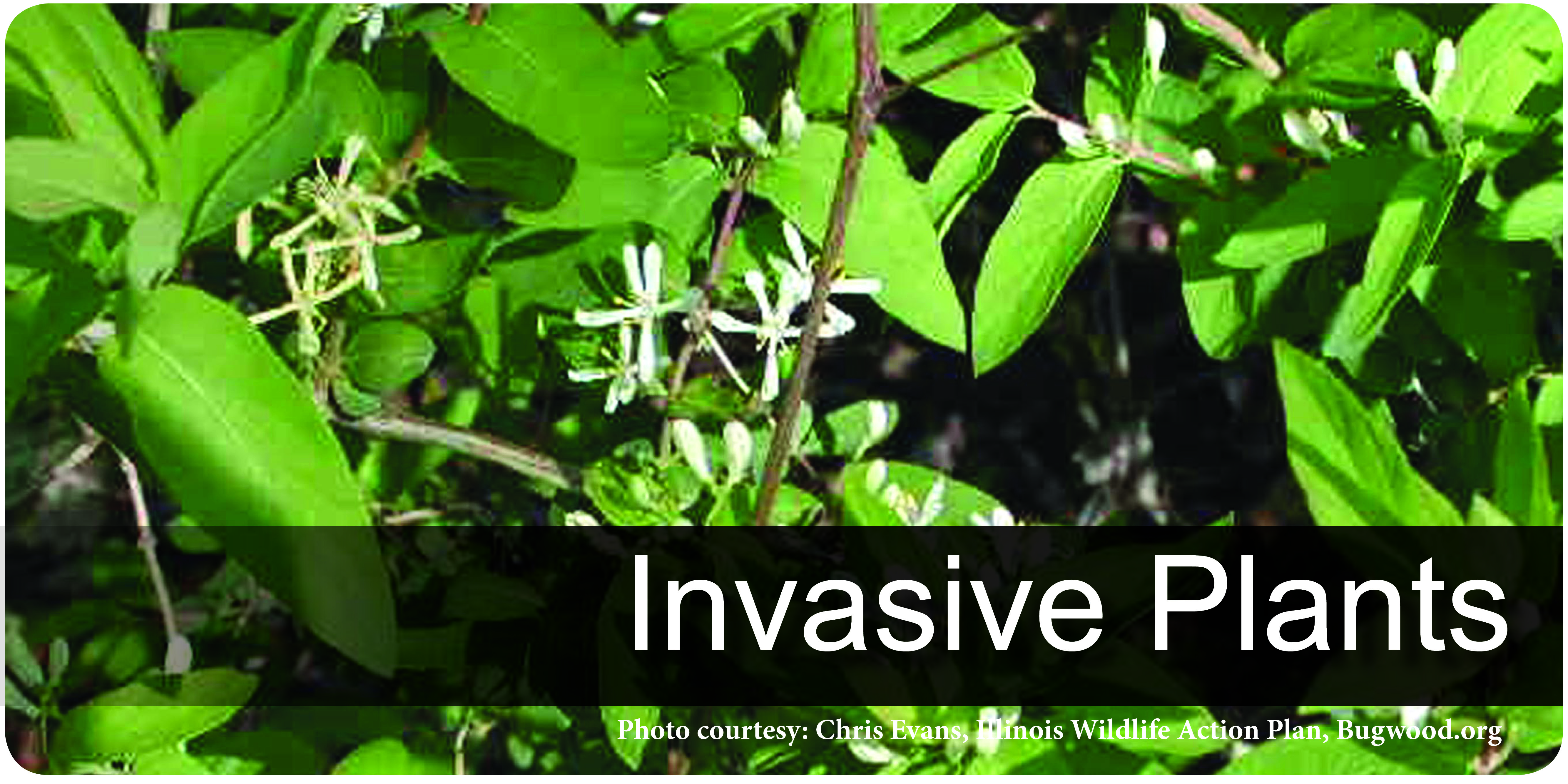 Invasive Plants