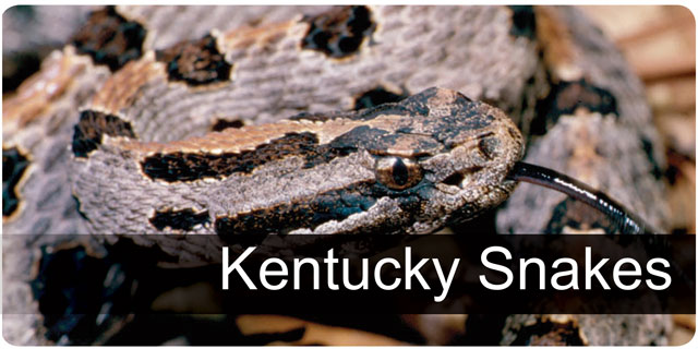 Kentucky Snakes