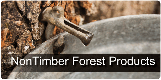 Non-Timber-Forest-Products