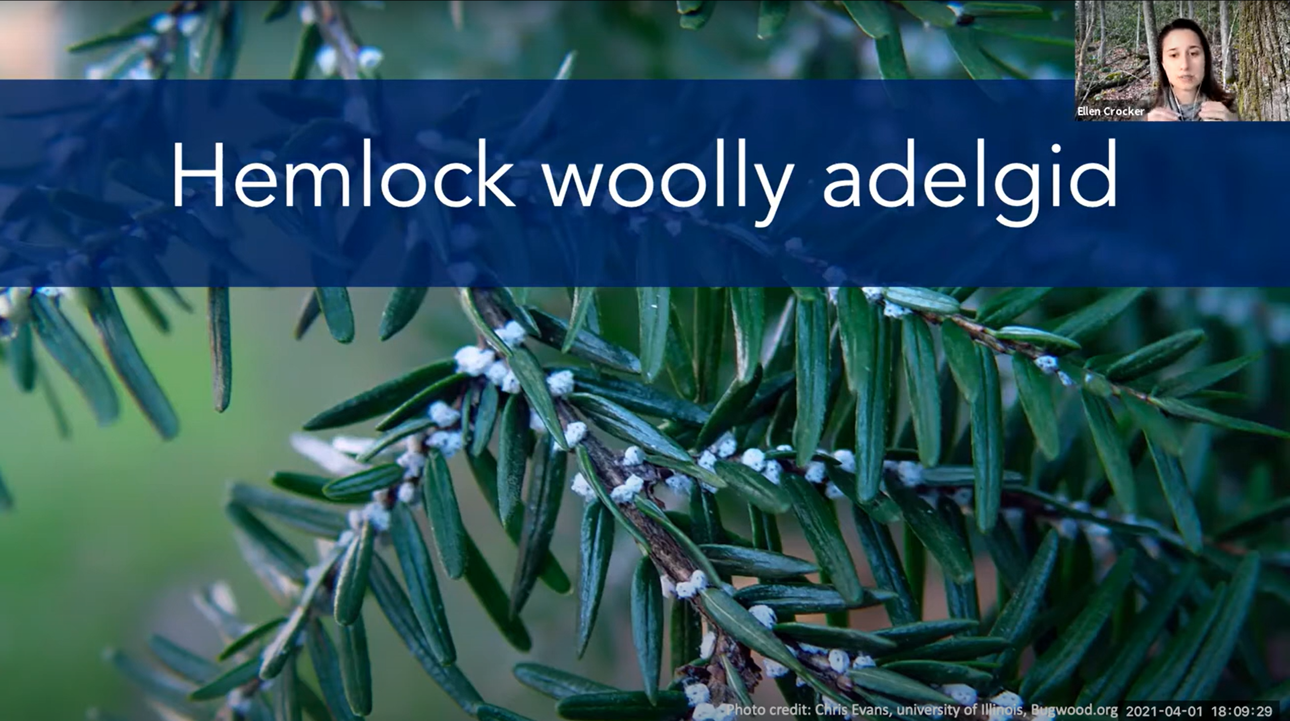 Hemlock Woolly Adelgid Overview Thumbnail