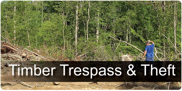 Timber Trespass and Theft