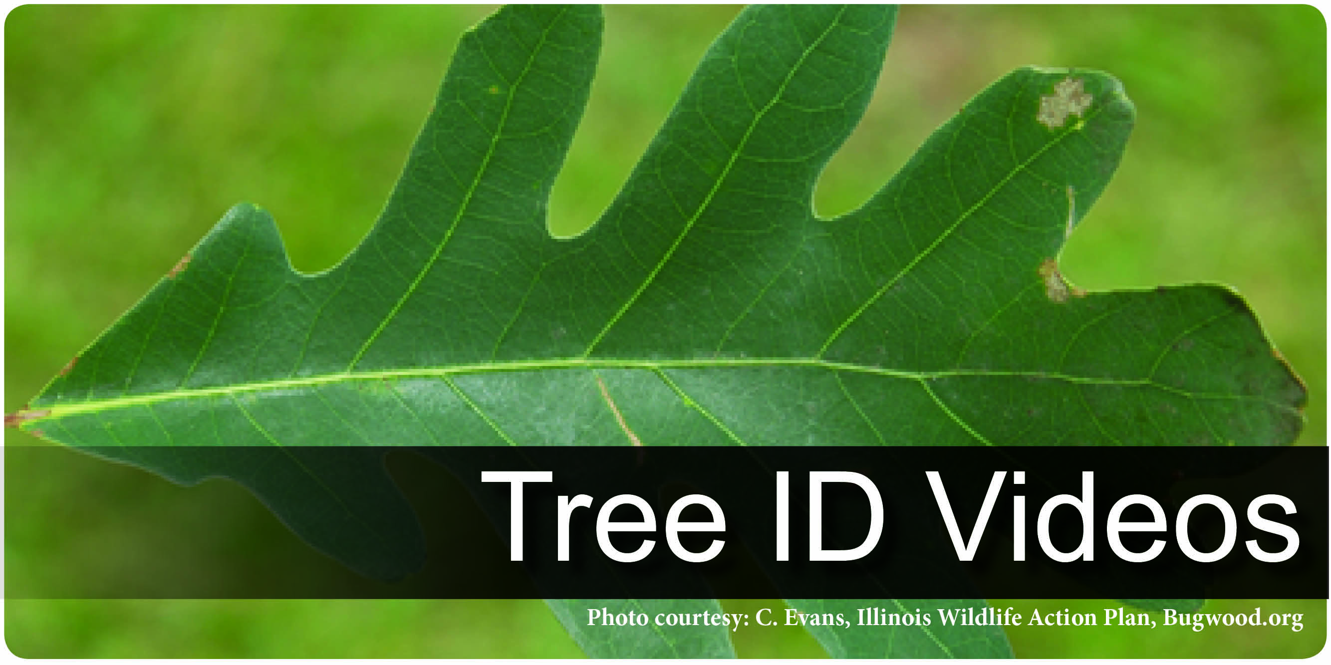 How to Identify Trees 