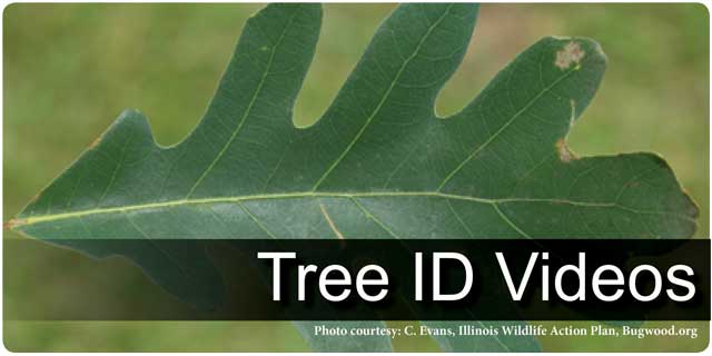 Tree ID Videos