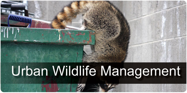 Urban Wildlife Management