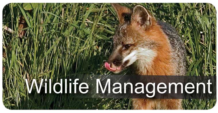 Wildlife Management