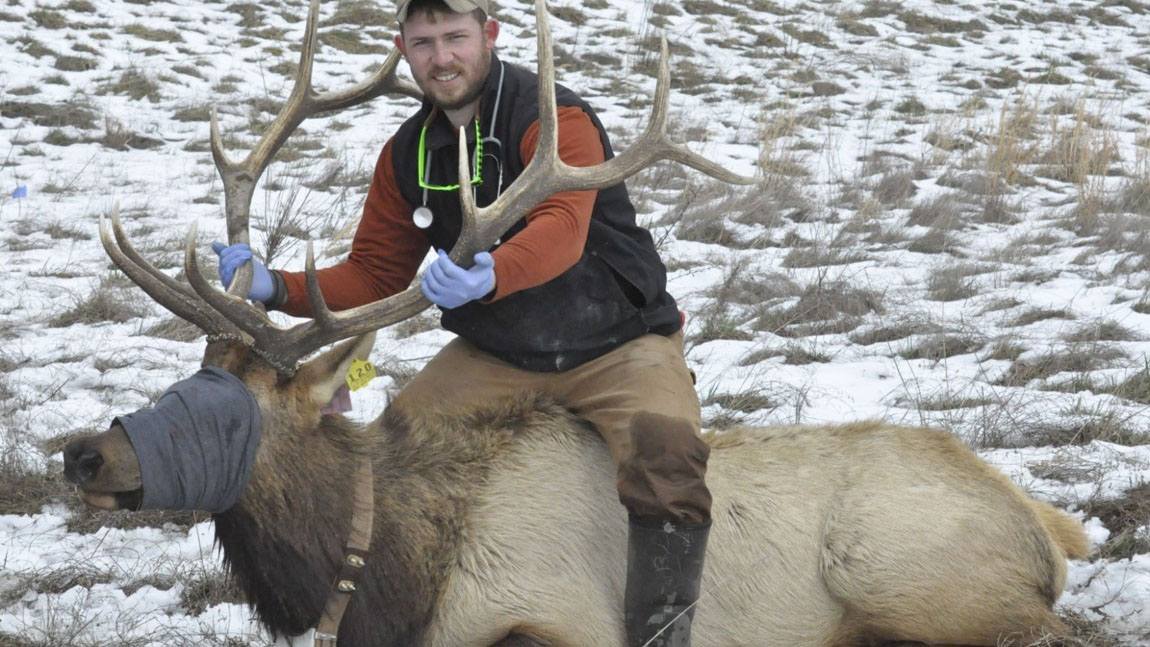 Photo of elk research