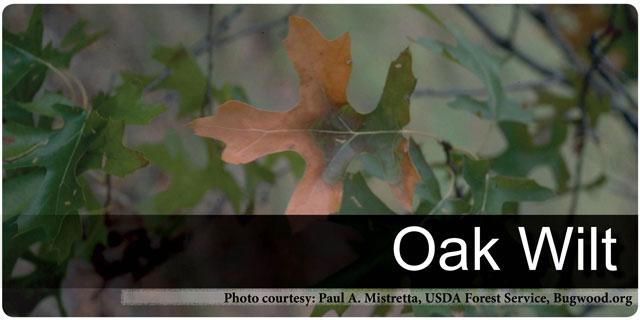 Oak Wilt