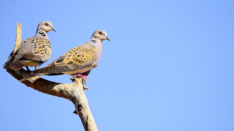 Two Turtle Doves