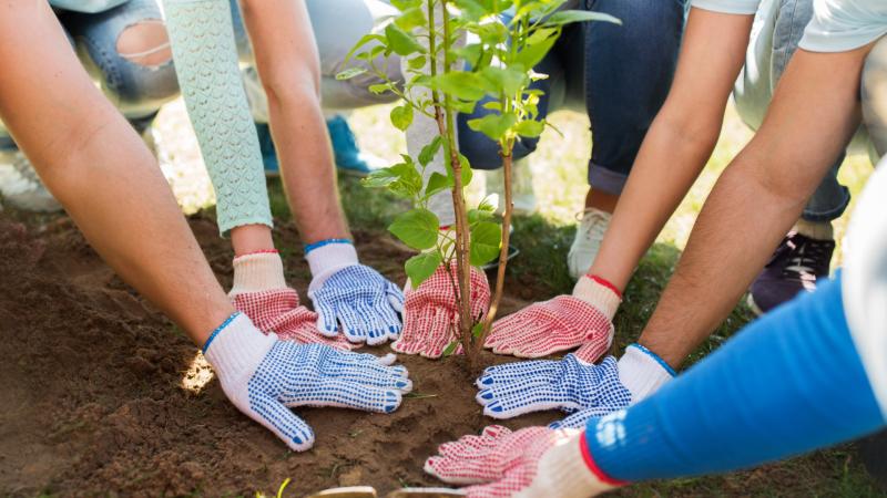 People planting trees