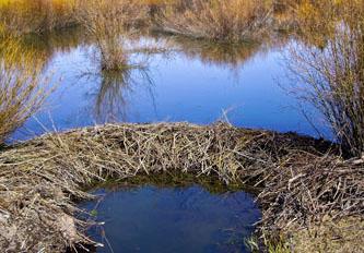 Beaver dam