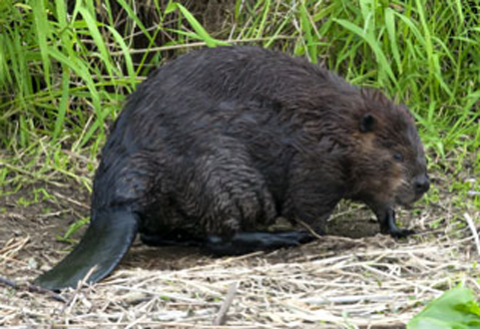 Beaver tail