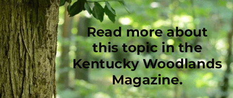 KY Woodlands Magazine