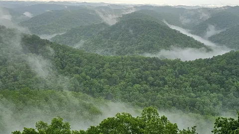 Photo of foggy morning at Robinson Forest