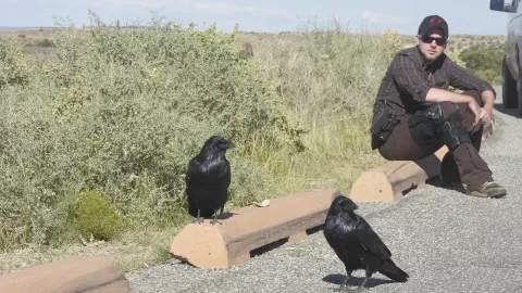 Photo of common raven.