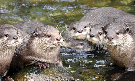 River otter