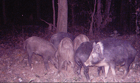 Sounder of feral hogs